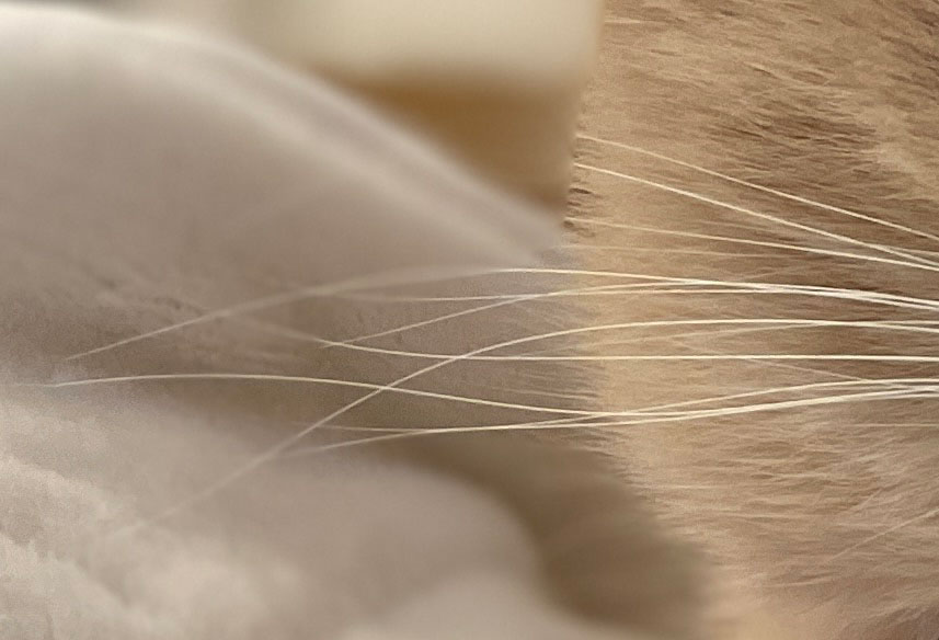 iPhoneのポートレートモード 半分くらいの猫ひげが写っている